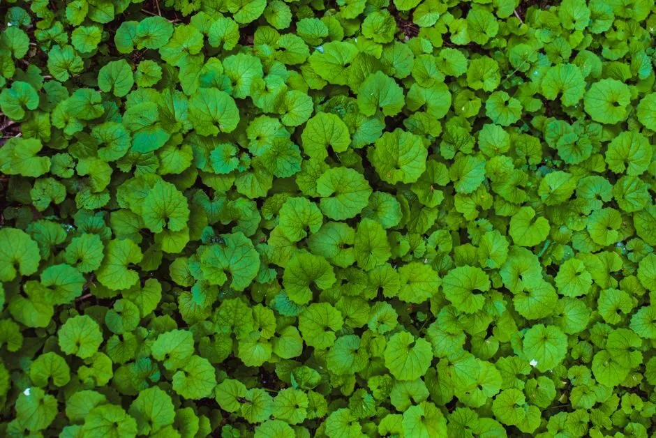 nền lá cây xanh tự nhiên